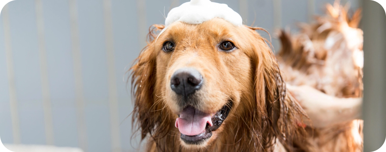 golden-retriever-dog-pet-retriever-2025-01-21-22-21-42-utc@2x golden-retriever-dog-pet-retriever-2025-01-21-22-21-42-utc@2x