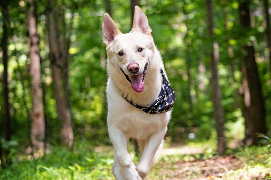 White shepherd running down a wooded trail, from a guide to dog friendly hiking trails in Henderson County NC