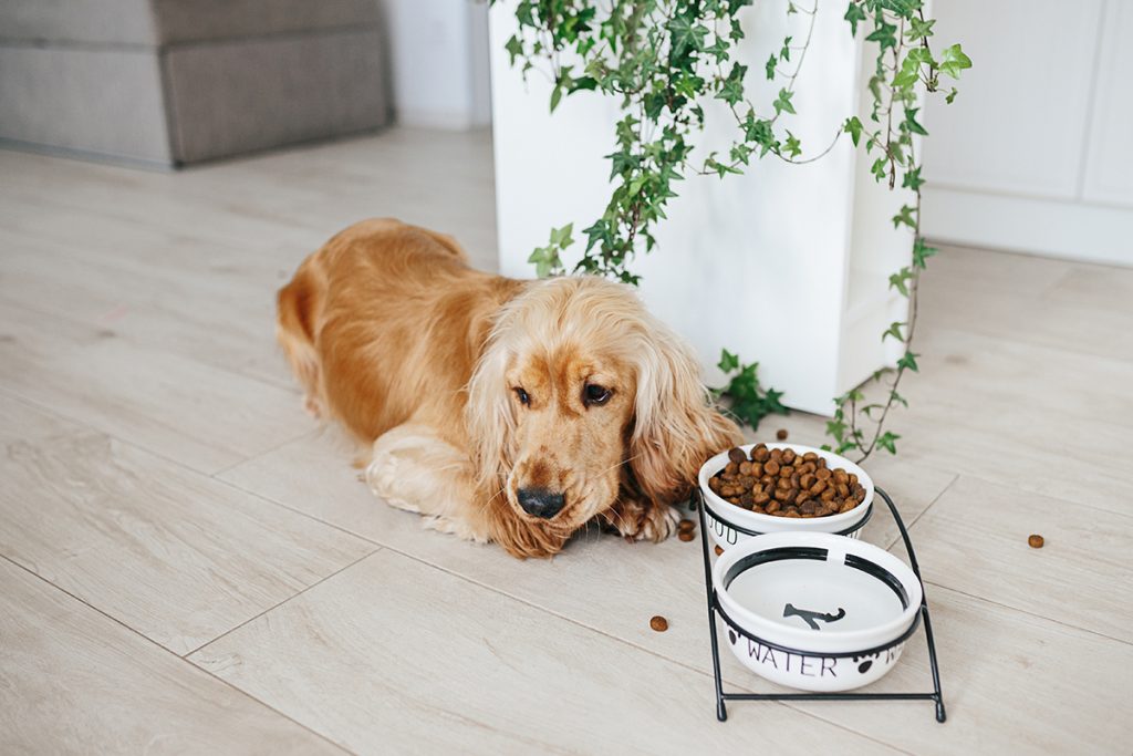 Cocker spaniel lying beside a full bowl of kibble, from a guide to dogs that refuse food but eat treats
