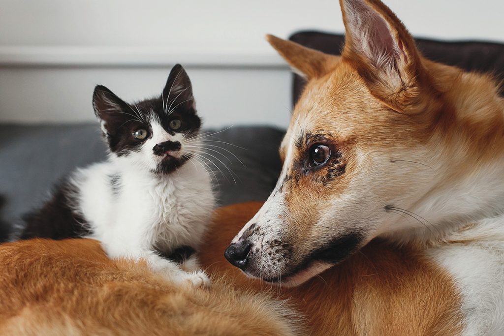 Tuxedo kitten resting beside a tan and white dog, from a guide on whether cats can eat dog food