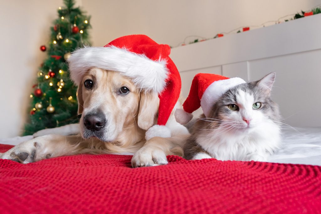 Golden retriever and cat in Santa hats by a Christmas tree, from Pet Source's 2025 holiday gift guide