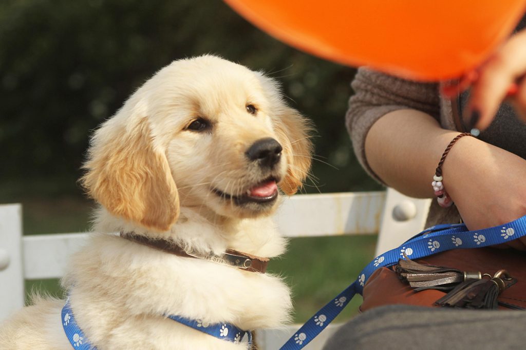 Golden retriever puppy on a blue leash sitting beside its owner, from a puppy training basics guide