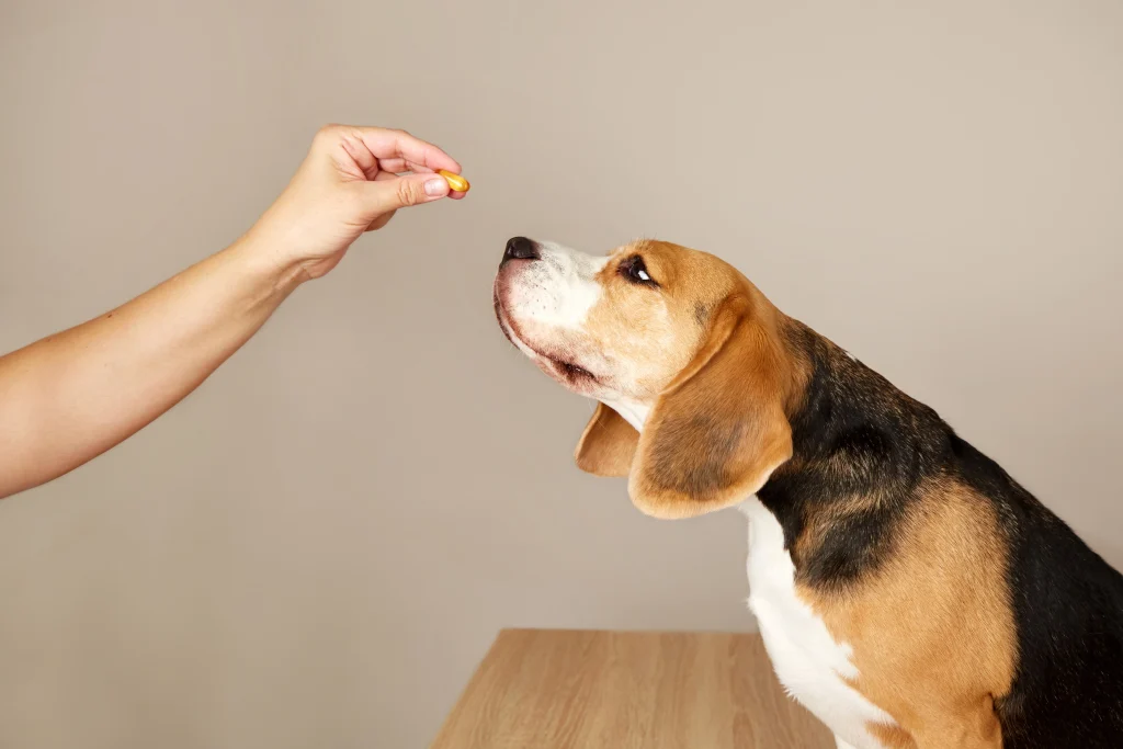 Hand offering a pill to a beagle, from a guide to what to give your dog for anxiety
