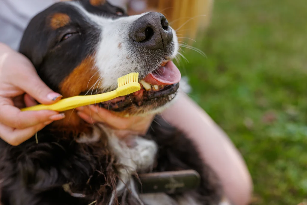Brushing a dog's teeth with a soft-bristled dog toothbrush