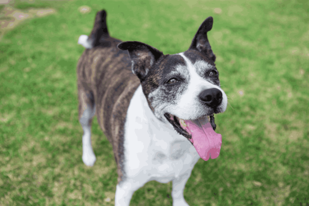 Senior brindle dog with a greying muzzle standing on grass, from Pet Source's senior dog care guide