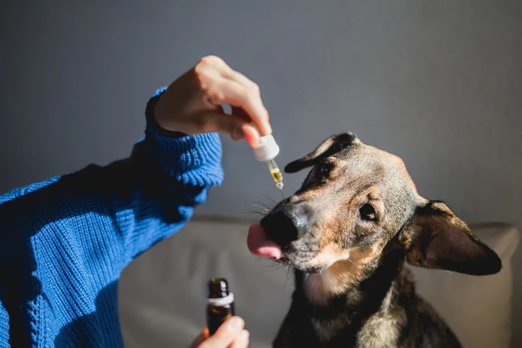 Person giving a brindle dog CBD oil from a dropper, from Pet Source's guide to CBD oil for dogs