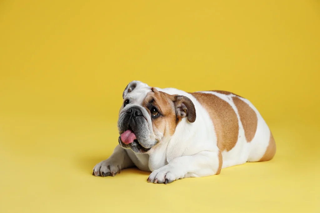 English Bulldog lying on a yellow background, from a guide to weight management dog food