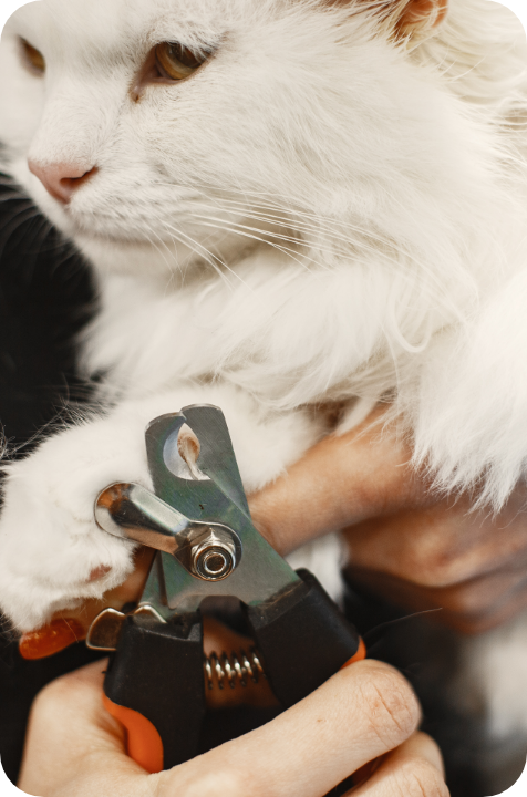 white-fluffy-cat-veterinarian-with-cats-animals-couch@2x
