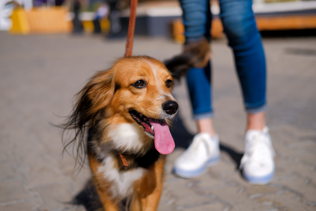 Dog on a leash walking on pavement beside its owner, from a guide to safe dog walking temperatures
