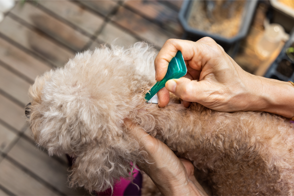 Hands applying spot-on flea and tick treatment to the back of a fluffy cream colored dog