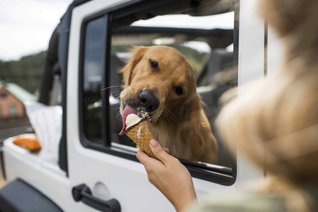 A golden retriever eating ice cream.